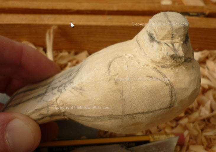 Blue tit front feather line.