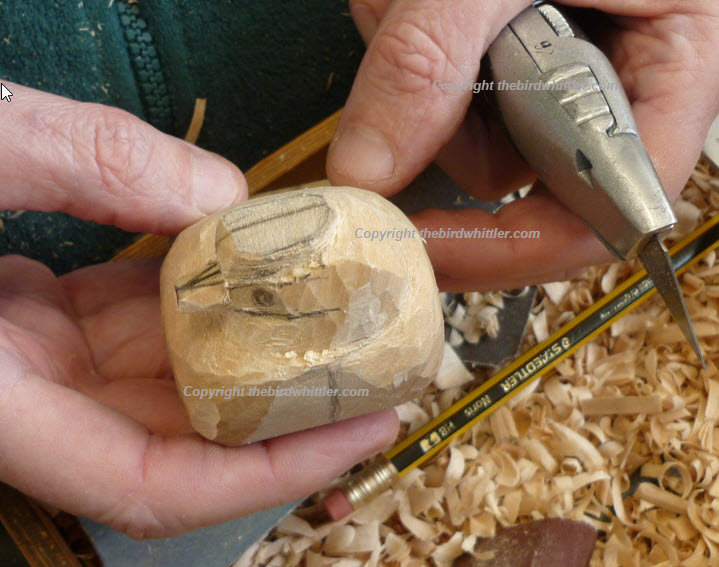 Blue Tit ready for the next stages.