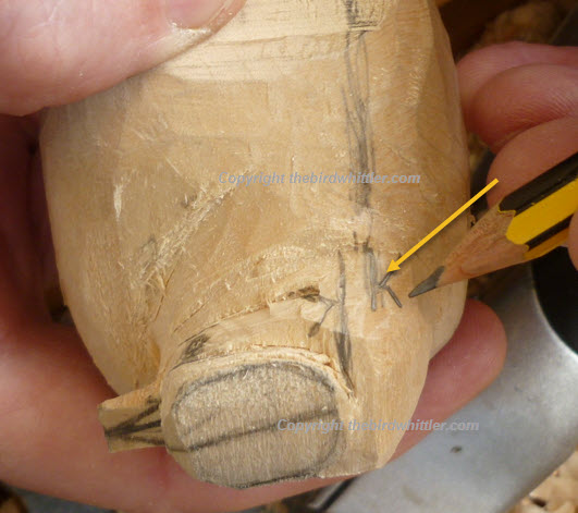 Guideline of Blue Tit body size.