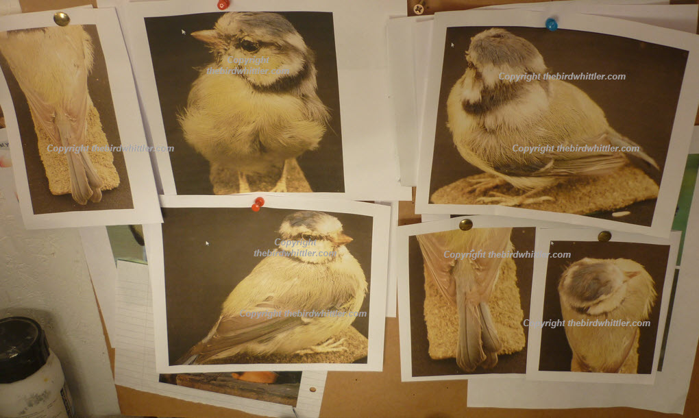 Blue tit on my display board which I follower.