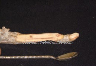 you can see how much wood is needed to be removed when whittling the spoon