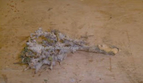  myrrh branch again but shows how much I had to work on