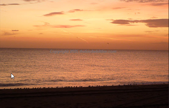Sanderling on the beach.
