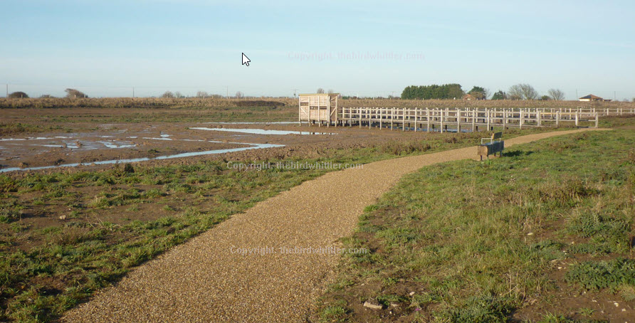 You may see Curlews feeding here.