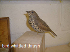 Thrush sitting on a block of lime waiting for the right mount.